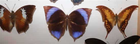 A collection of various exotic butterflies housed in three glazed wooden cases, largest case is 25.25 x 19.25in.